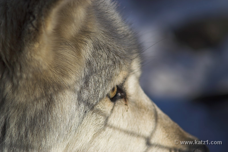 Arctic Wolf 037